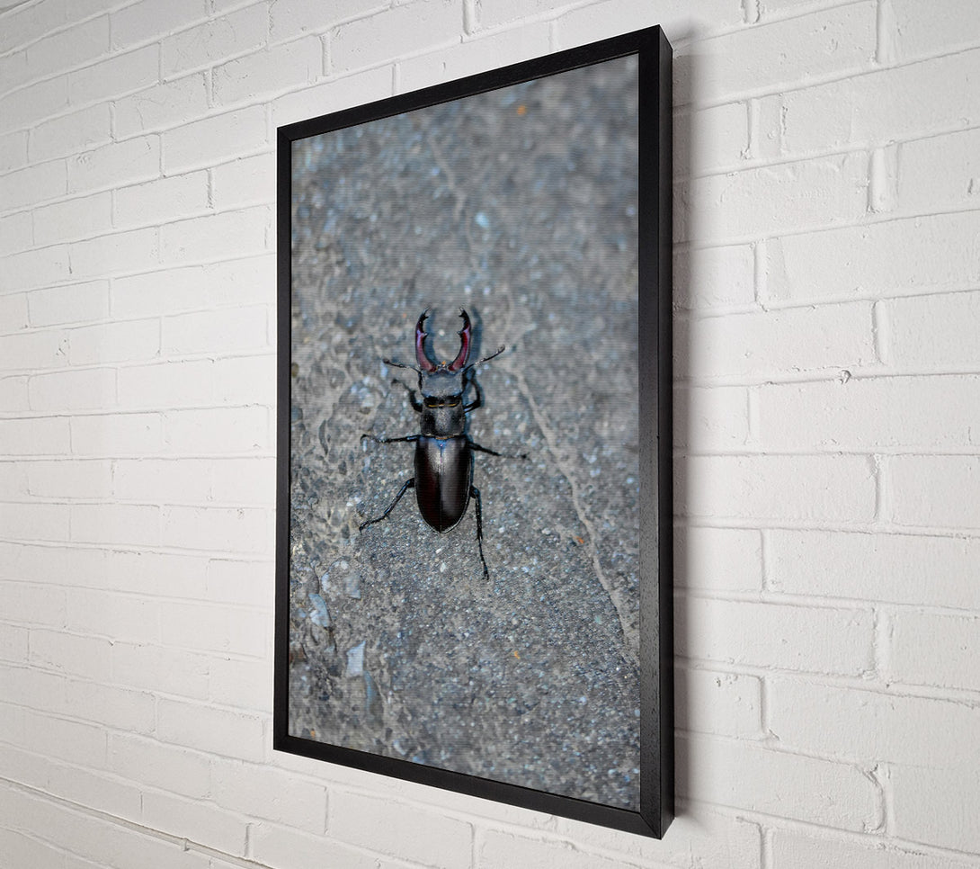  A Canvas Print of Black Stag Beetle Canvas Wall Art