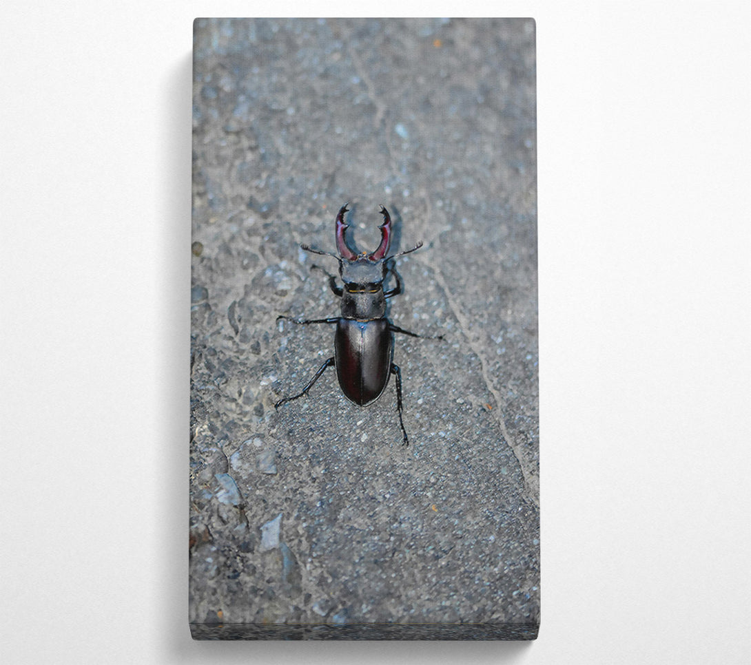  A Canvas Print of Black Stag Beetle Canvas Wall Art