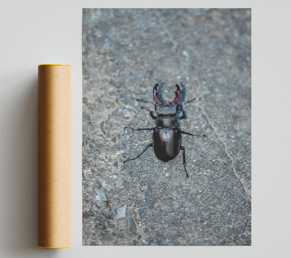 Black Stag Beetle Giclee Print