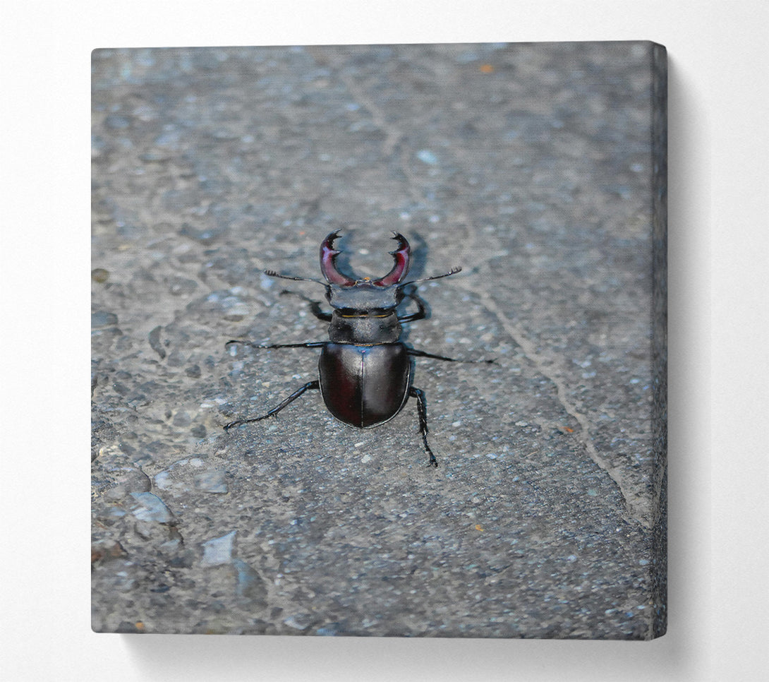  A Canvas Print of Black Stag Beetle Canvas Wall Art