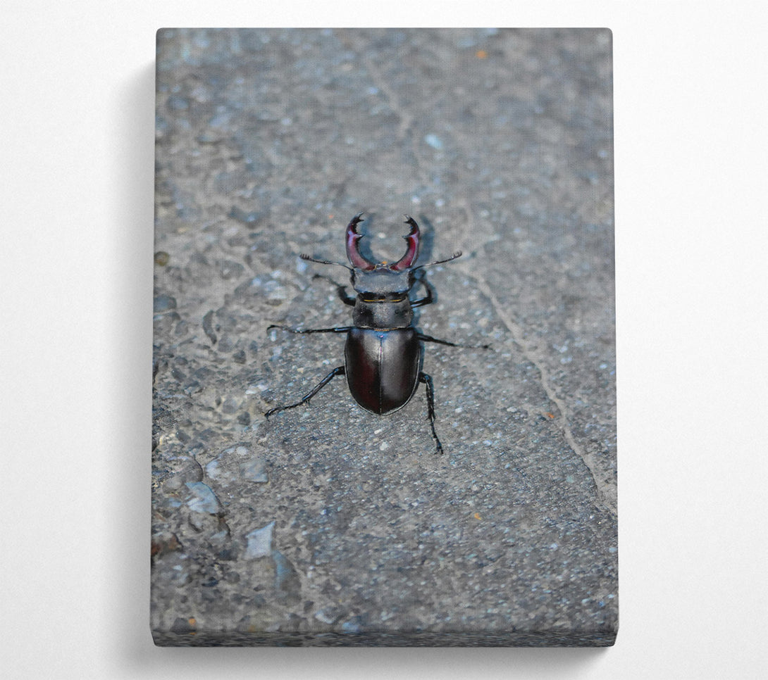  A Canvas Print of Black Stag Beetle Canvas Wall Art