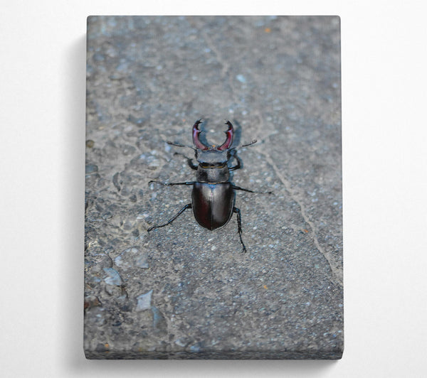  A Canvas Print of Black Stag Beetle Canvas Wall Art