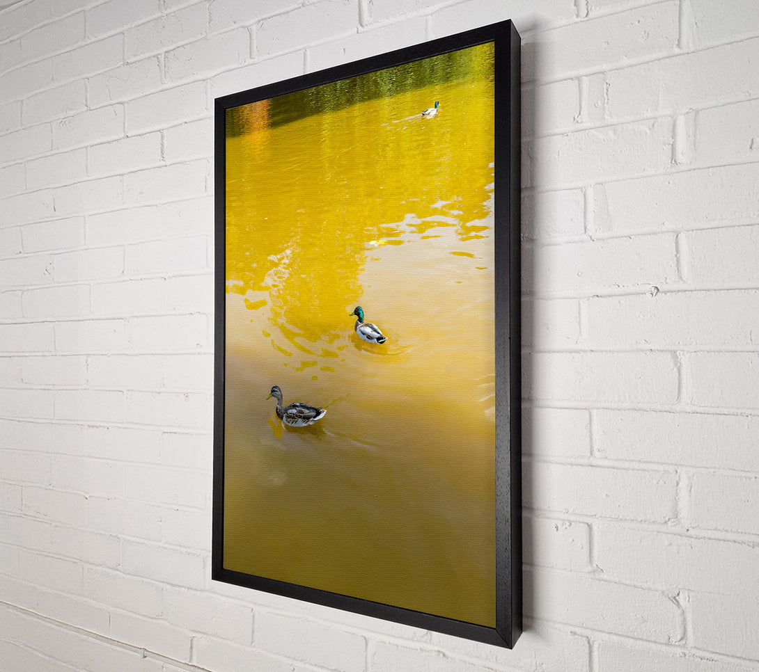  A Canvas Print of Golden Water Ducks Canvas Art