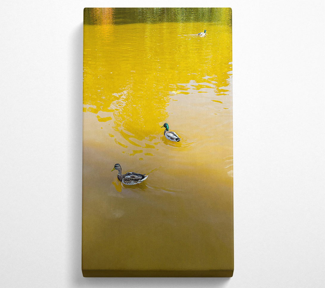  A Canvas Print of Golden Water Ducks Canvas Art