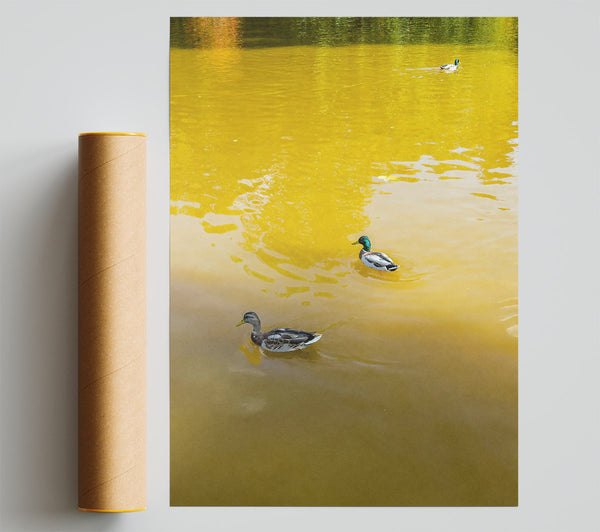Golden Water Ducks Poster