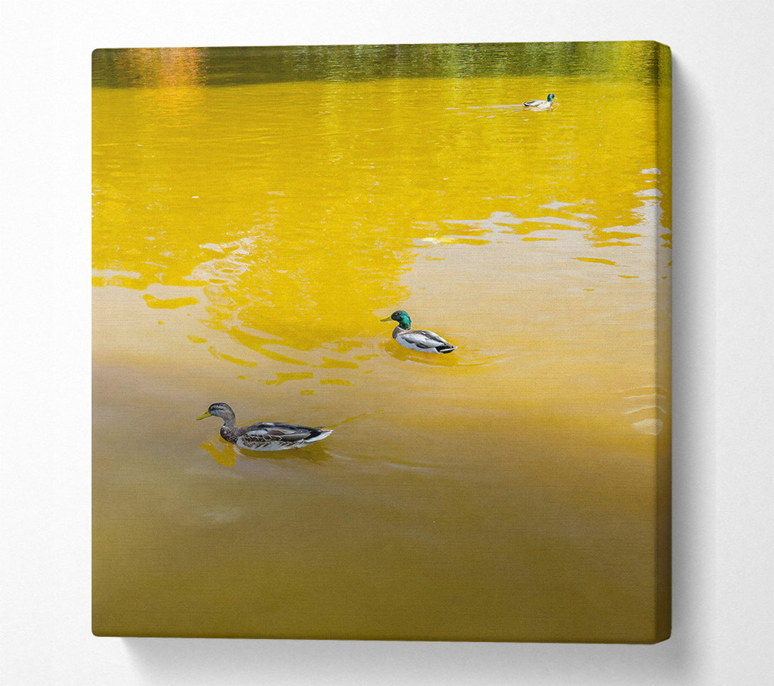  A Canvas Print of Golden Water Ducks Canvas Art