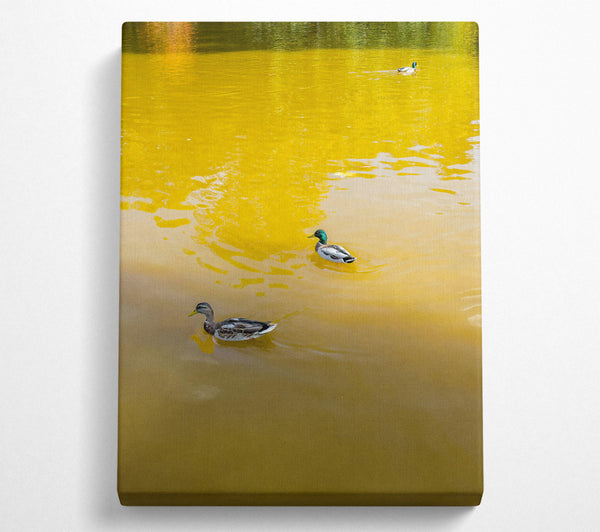  A Canvas Print of Golden Water Ducks Canvas Art