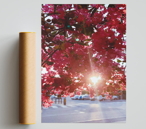 Pink Sun Through Blossoms Poster