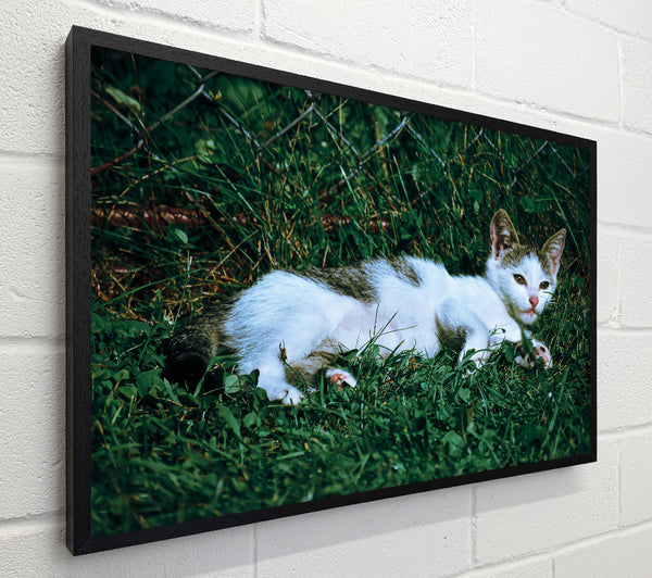 Green Grass Kitty