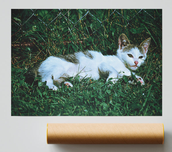 Green Grass Kitty Poster