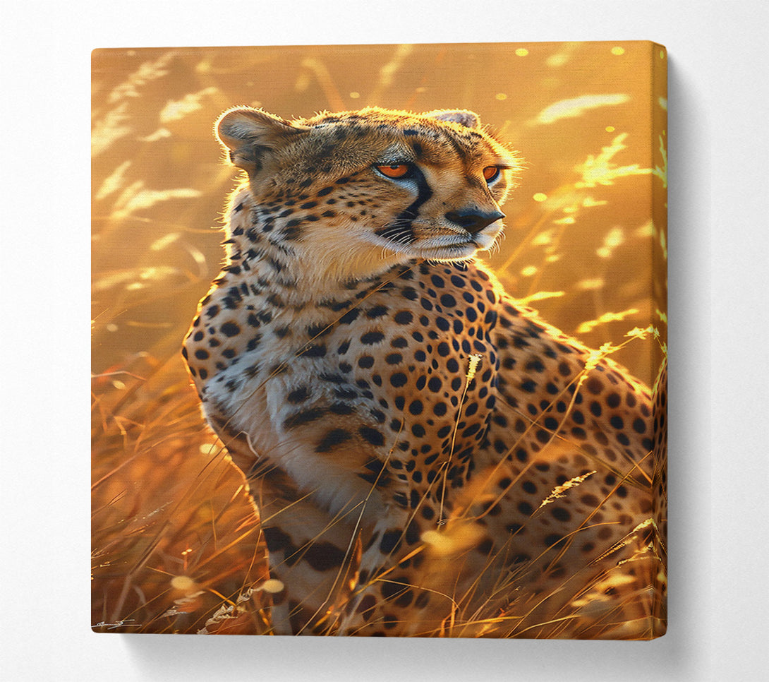  A Canvas Print of Golden Hour Cheetah Canvas Art