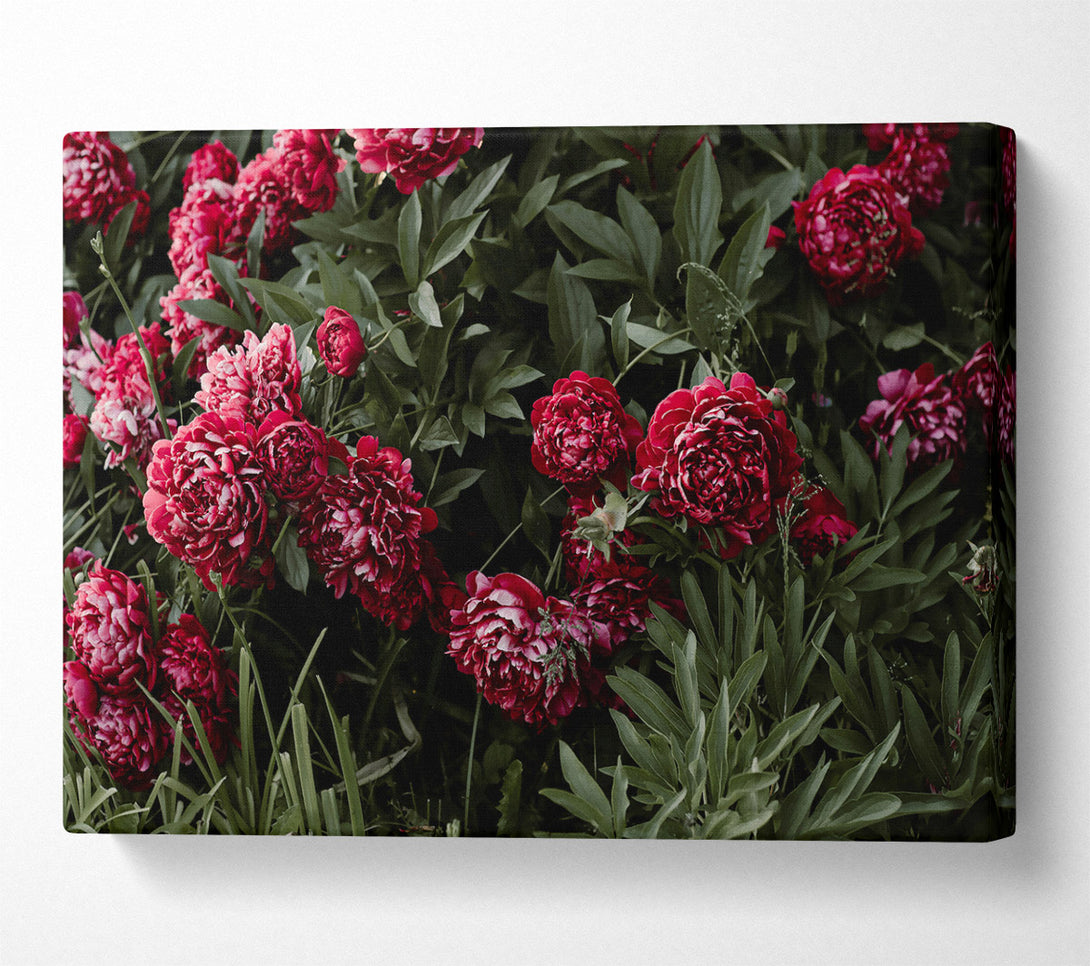  A Canvas Print of Crimson Peony Bloom Canvas Art