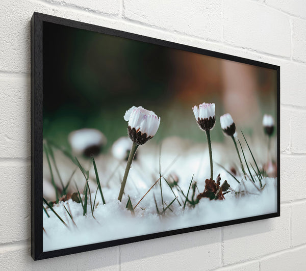 White Blooms In Snow