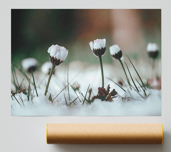 White Blooms In Snow Print