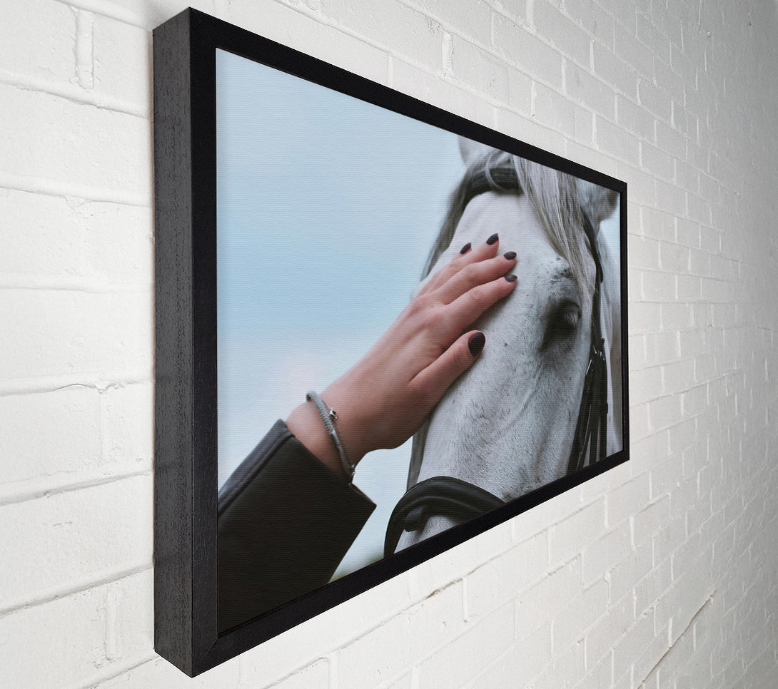  A Canvas Print of White Horse Gentle Touch Canvas Wall Art