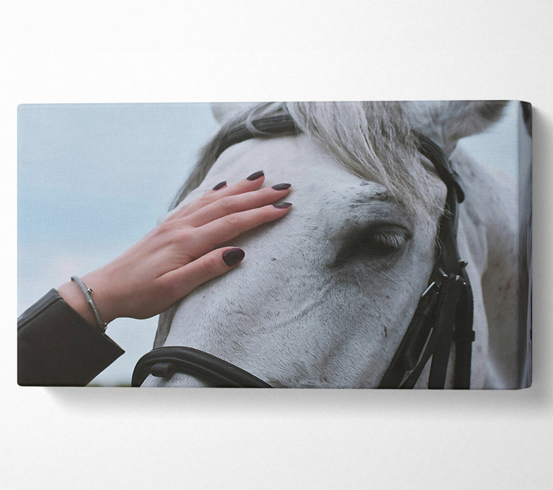  A Canvas Print of White Horse Gentle Touch Canvas Wall Art