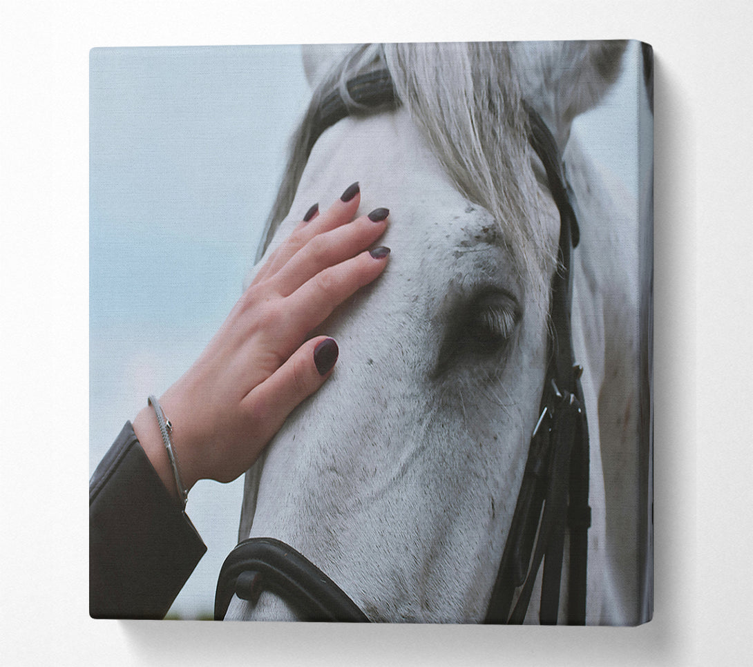  A Canvas Print of White Horse Gentle Touch Canvas Wall Art