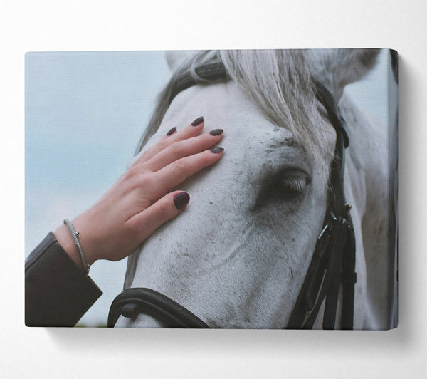  A Canvas Print of White Horse Gentle Touch Canvas Wall Art