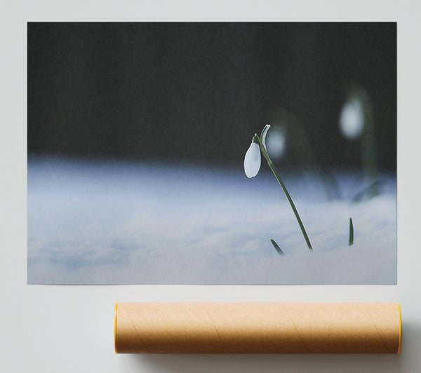 White Snowdrop Bloom Print