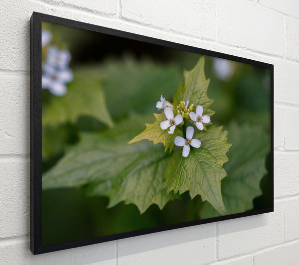 Green And White Blossom
