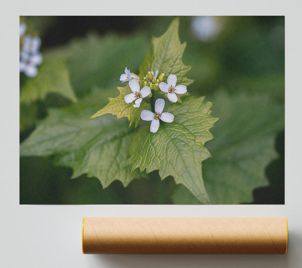 Green And White Blossom Poster