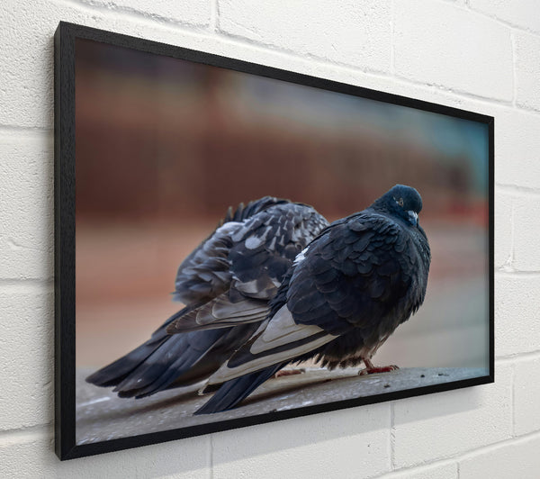 Black Pigeon Pair