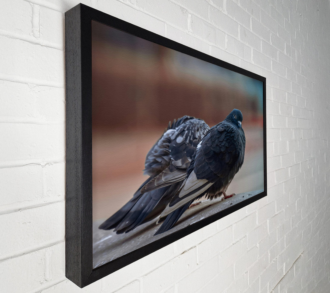  A Canvas Print of Black Pigeon Pair Canvas Art