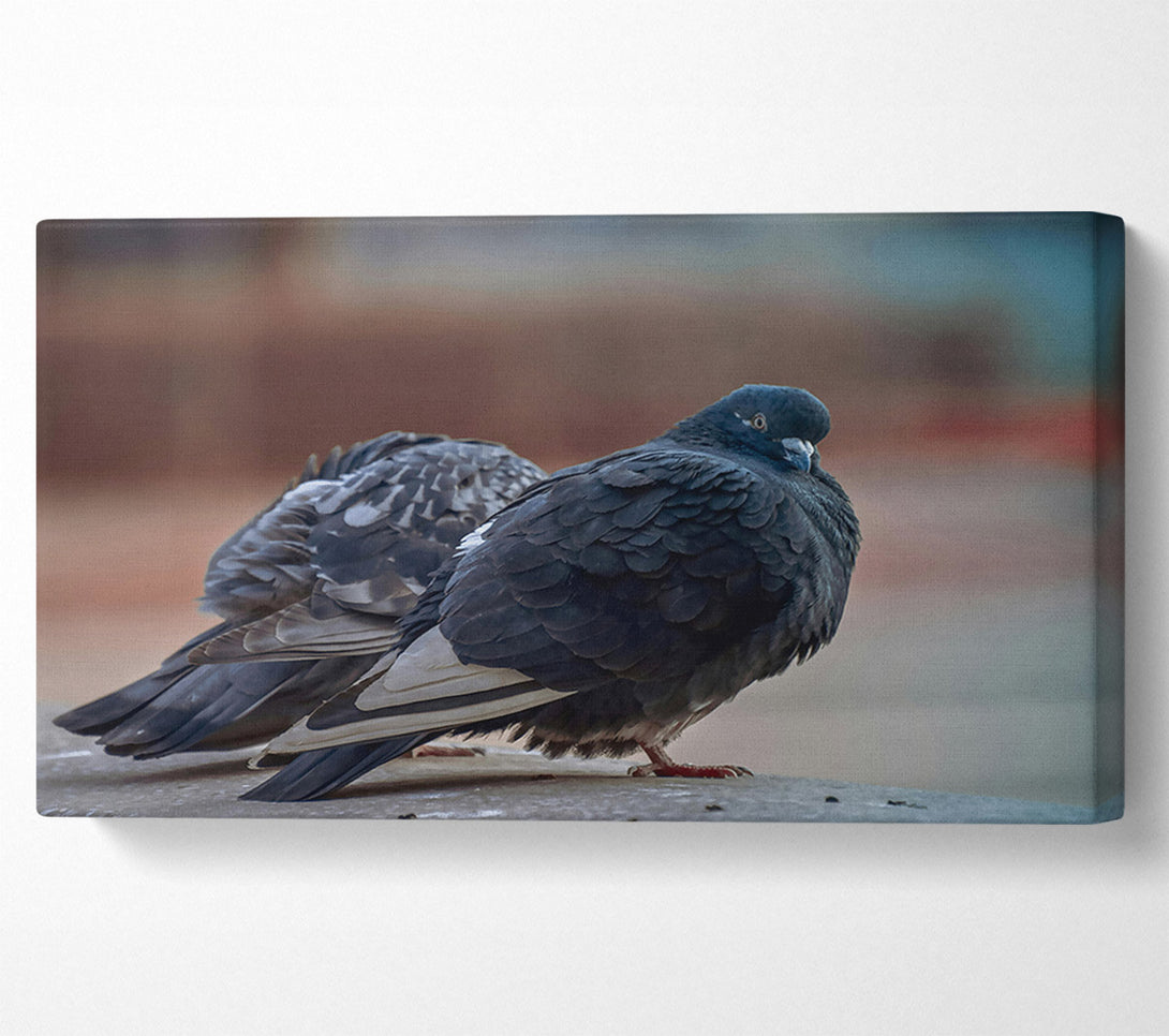 A Canvas Print of Black Pigeon Pair Canvas Art