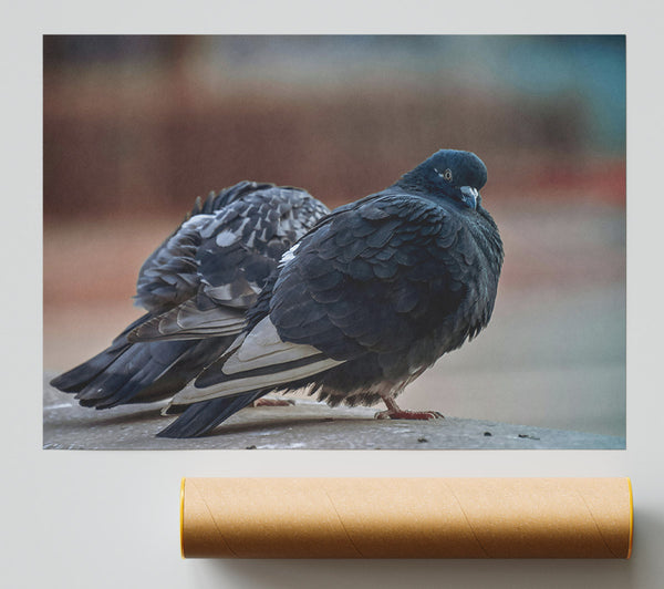 Black Pigeon Pair Print