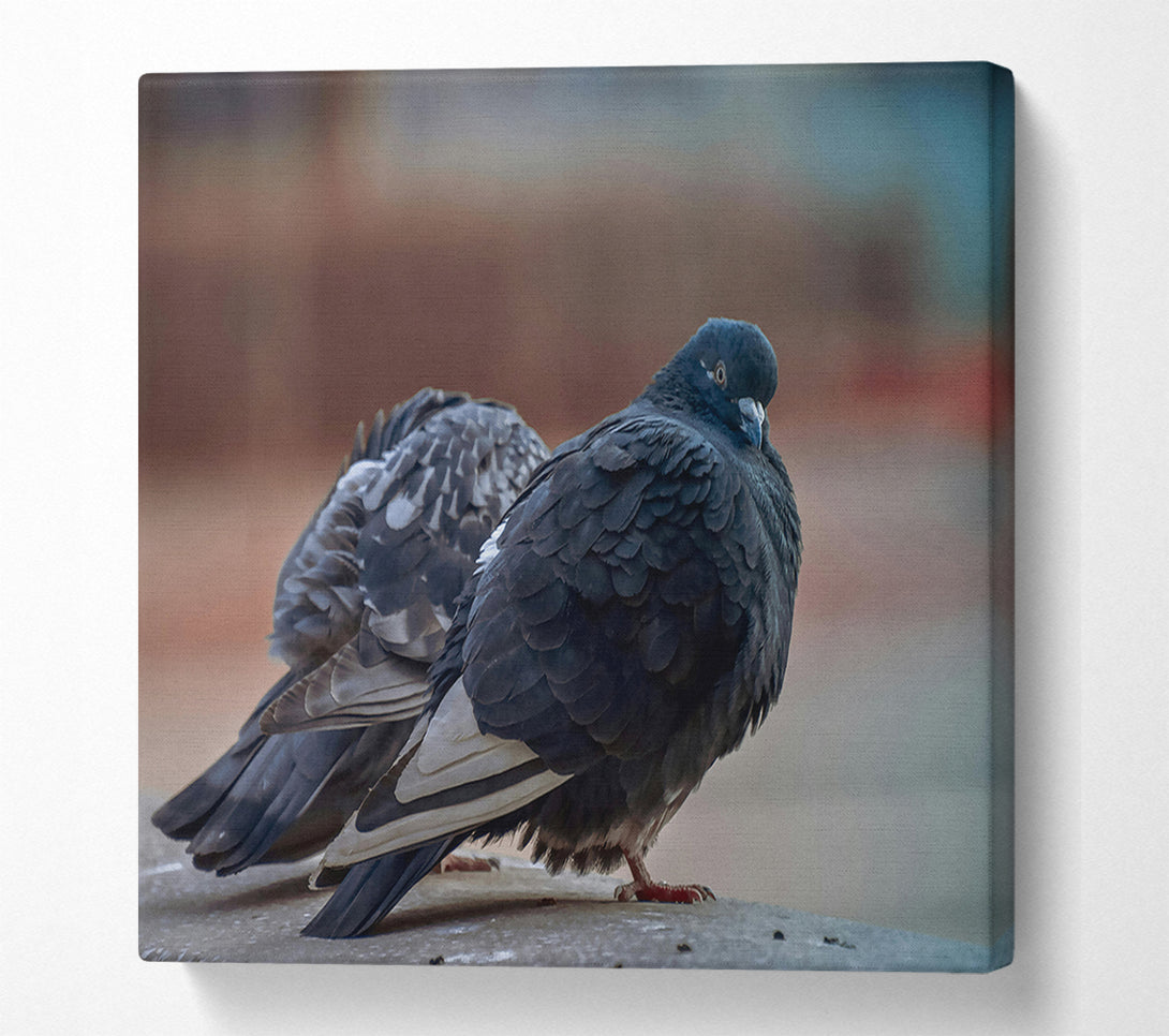  A Canvas Print of Black Pigeon Pair Canvas Art