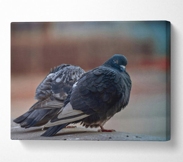  A Canvas Print of Black Pigeon Pair Canvas Art