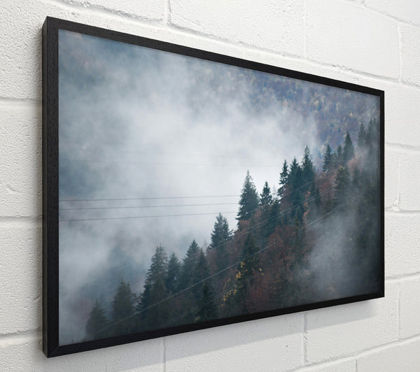 Grey Foggy Pines
