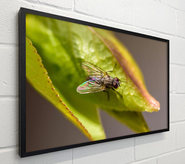 Green Fly Resting