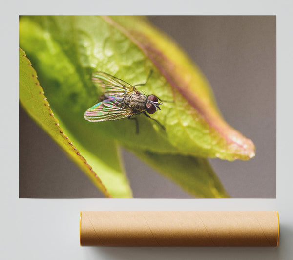 Green Fly Resting Print