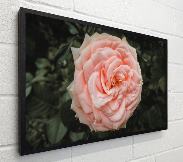 Blush Rose Bloom