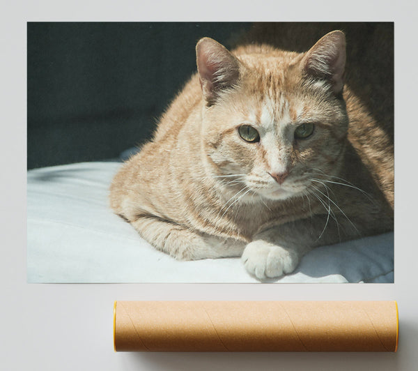 Golden Sunbeam Cat Print