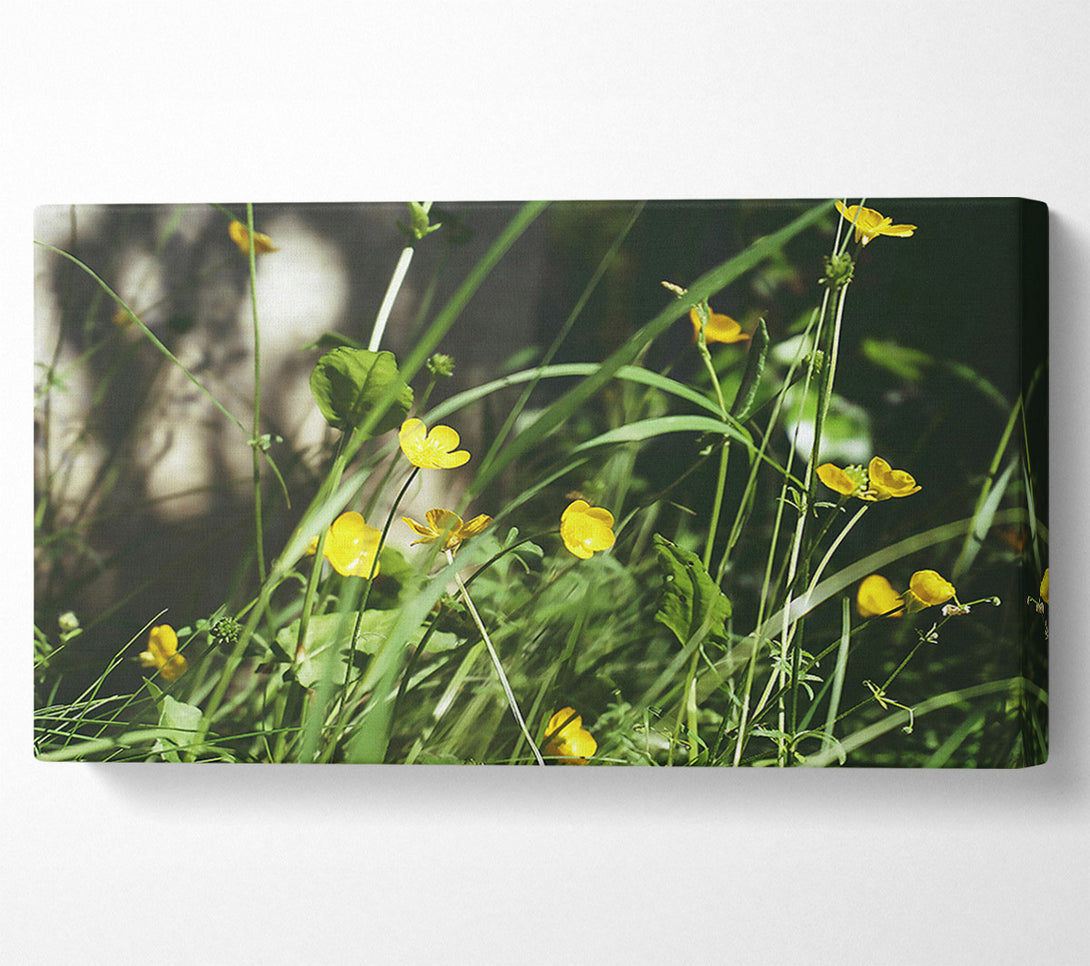  A Canvas Print of Golden Summer Blooms Canvas Print