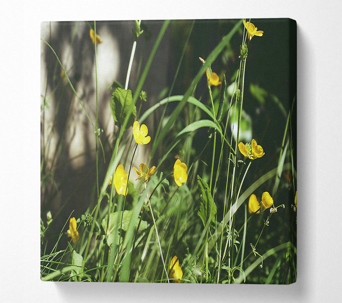  A Canvas Print of Golden Summer Blooms Canvas Print