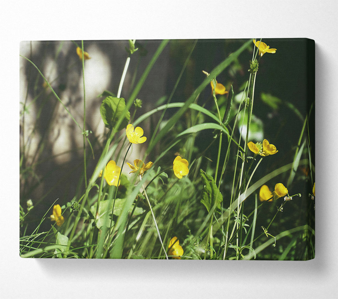  A Canvas Print of Golden Summer Blooms Canvas Print