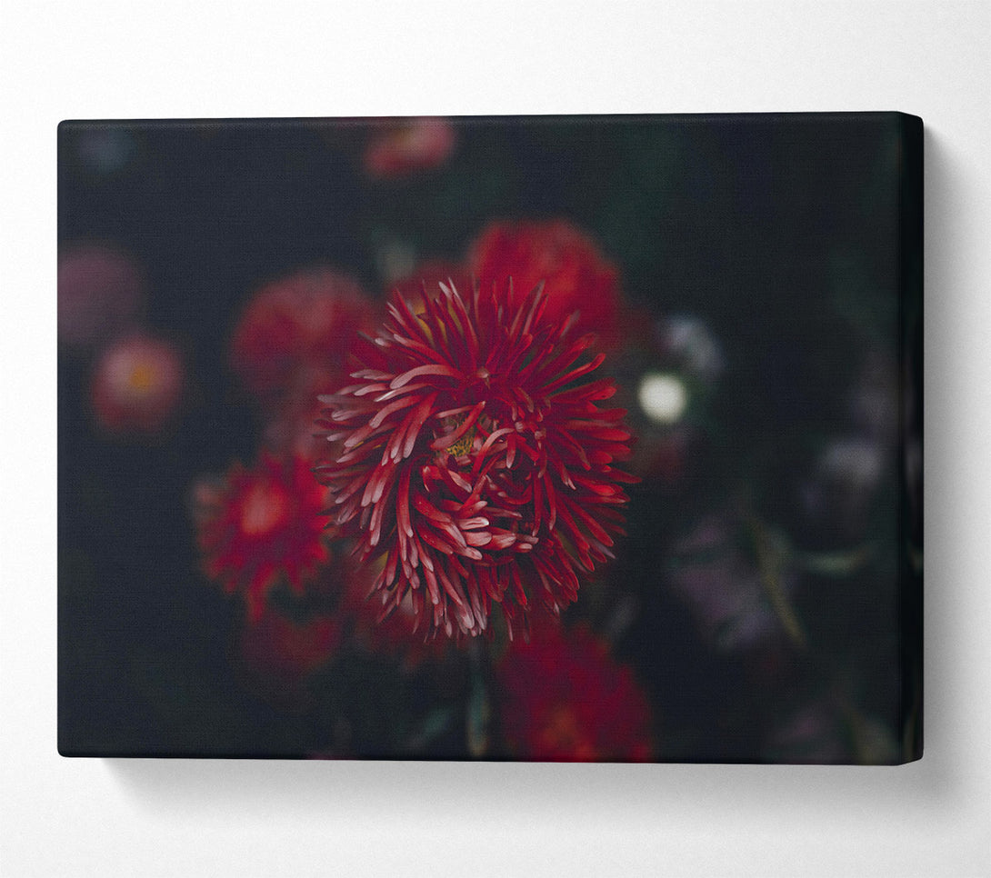  A Canvas Print of Crimson Bloom Burst Canvas Art