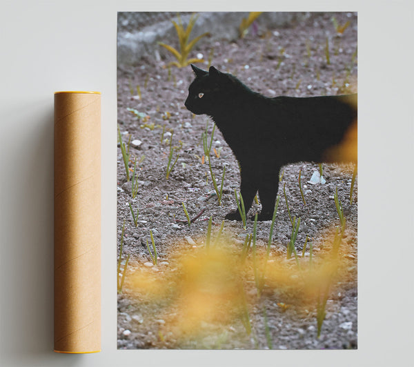 Black Cat In Yellow Light Poster