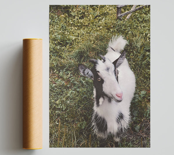 White Goat In Green Grass Poster