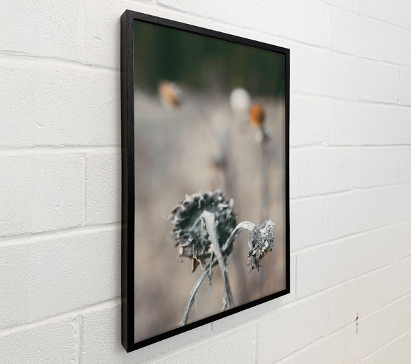 Gray Withered Blooms