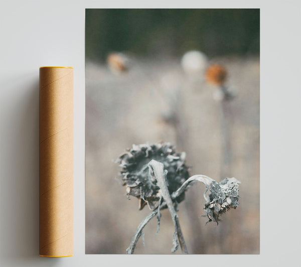 Gray Withered Blooms Giclee Print