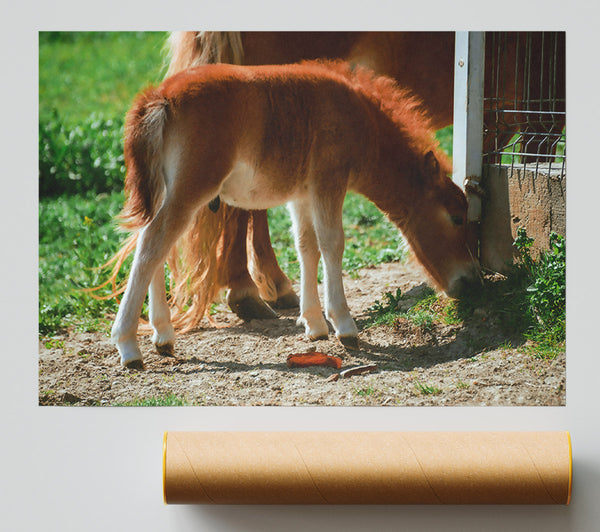 Golden Brown Foal Grazing Poster