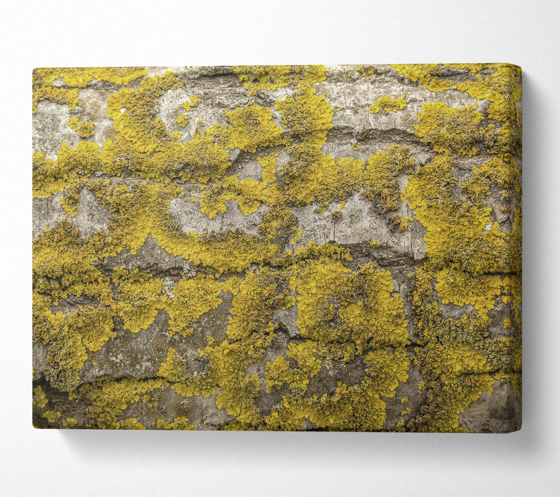  A Canvas Print of Golden Bark Texture Canvas Wall Art