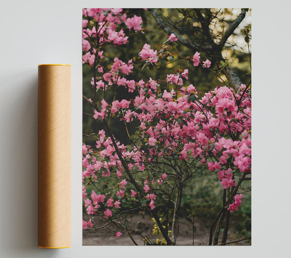 Pink Blooming Branches Giclee Print