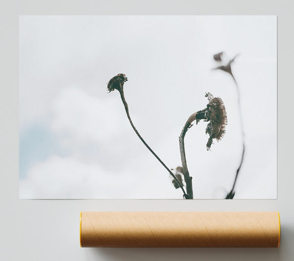 Grey Withered Blooms Giclee Print