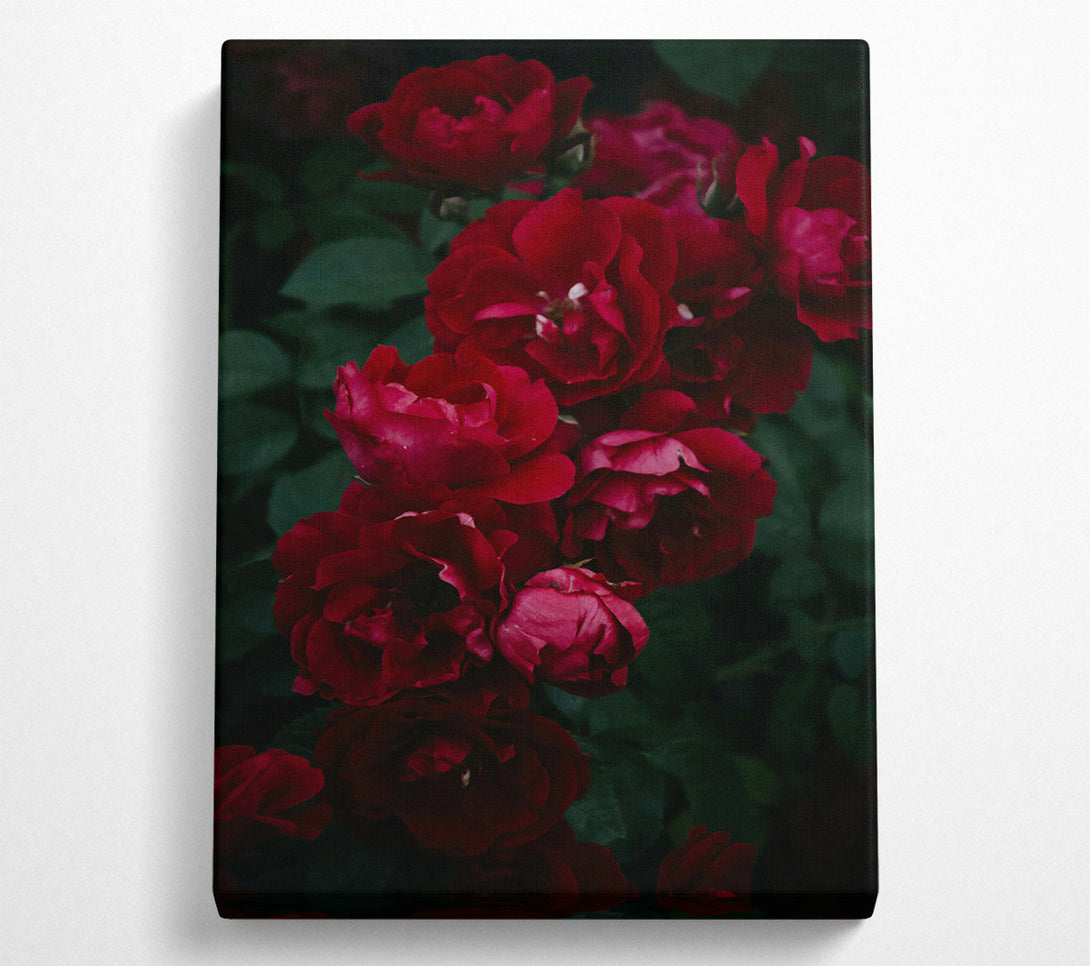  A Canvas Print of Crimson Rose Embrace Canvas Print