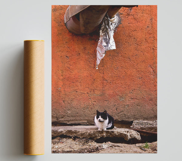 Orange Wall Cat Poster